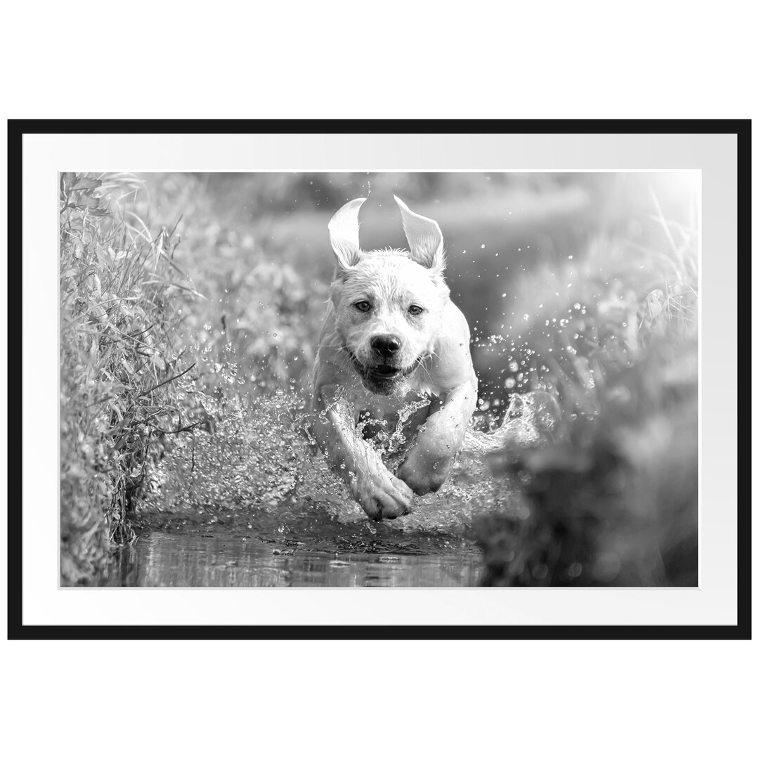 Gerahmtes Poster Labrador-Welpe Wasser