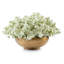 Faux Cream Floral Arrangement in Bowl