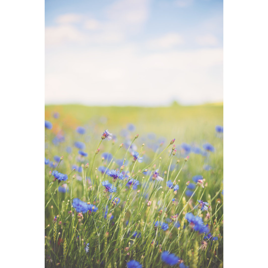 Kornblume auf der Sommerwiese von Rike_ - Drucken