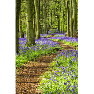 Beech Trees And Bluebells by Simonbradfield - Wrapped Canvas Print