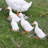Real Farm Duck Statues