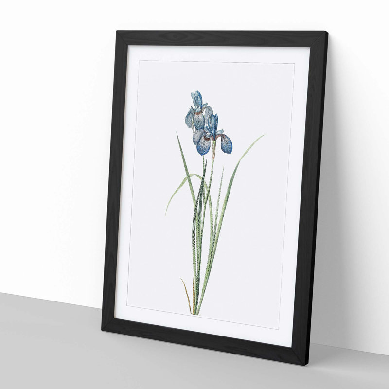 Iris Pratensis by Pierre-Joseph Redoute - Single Picture Frame Painting, Black, 24cm H x 33cm W x 2cm D