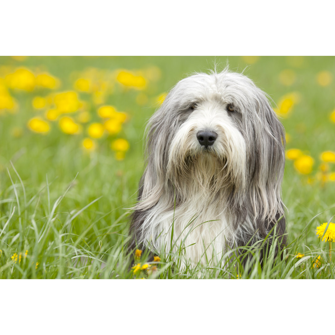 Bearded Collie in der Natur von DianaHirsch - Kunstdrucke ohne Rahmen auf Leinwand