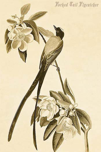 « forked tail flycatcher »-impression d’art graphique, H 66 po x l 44 po x P 1,5 po