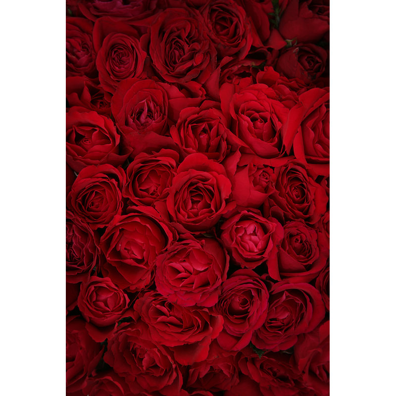 Deep roses 157315114, 30cm H x 20cm W