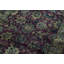 Hand-Knotted High-Quality Brown and Red Runner