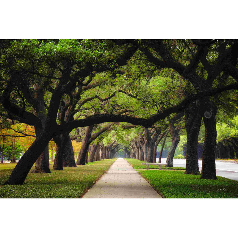 Alley Of Live Oaks, L 36 po x H 24 po, Non, Cadre flottant doré