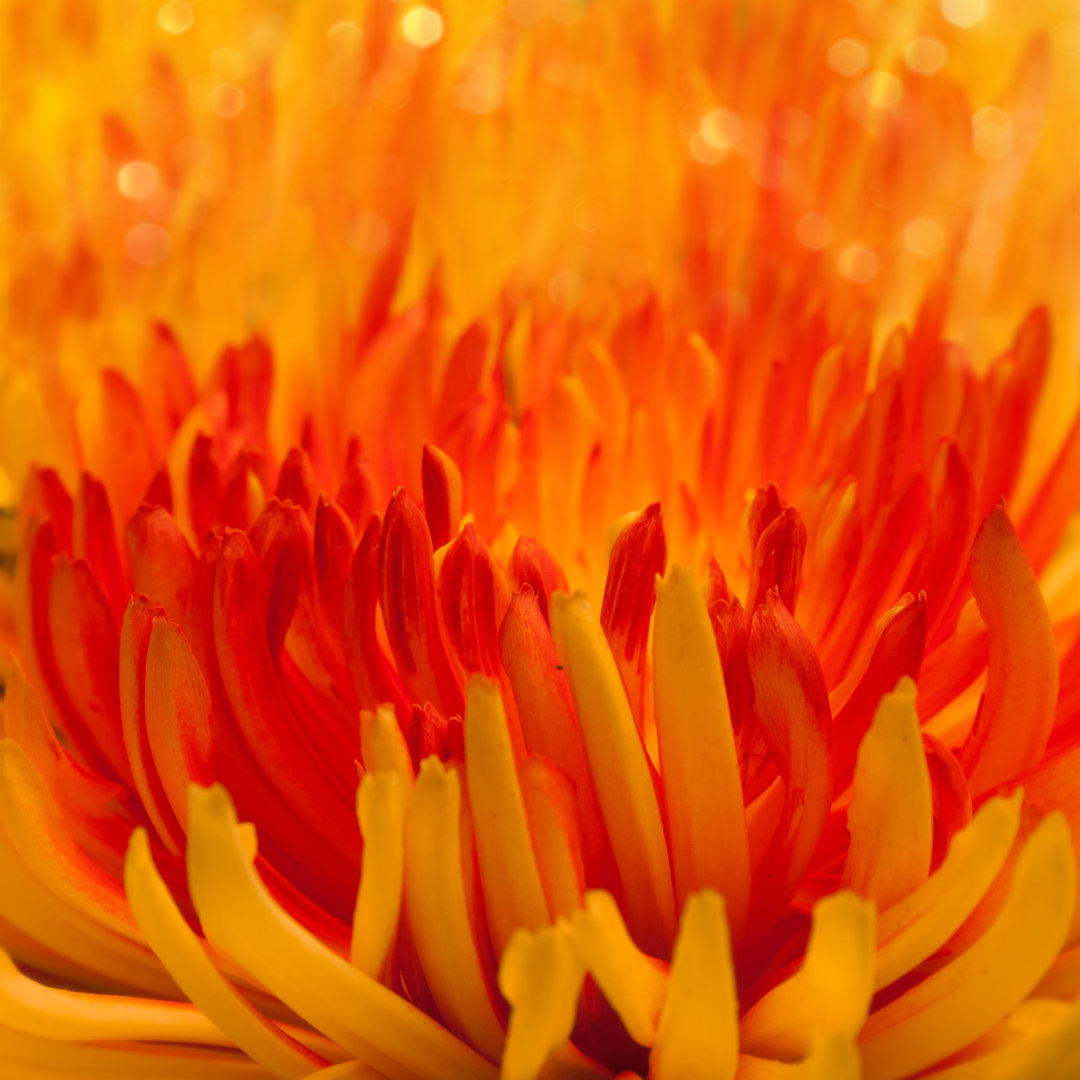 Leinwandbild Macro Orange-Red Flower von Serazetdinov