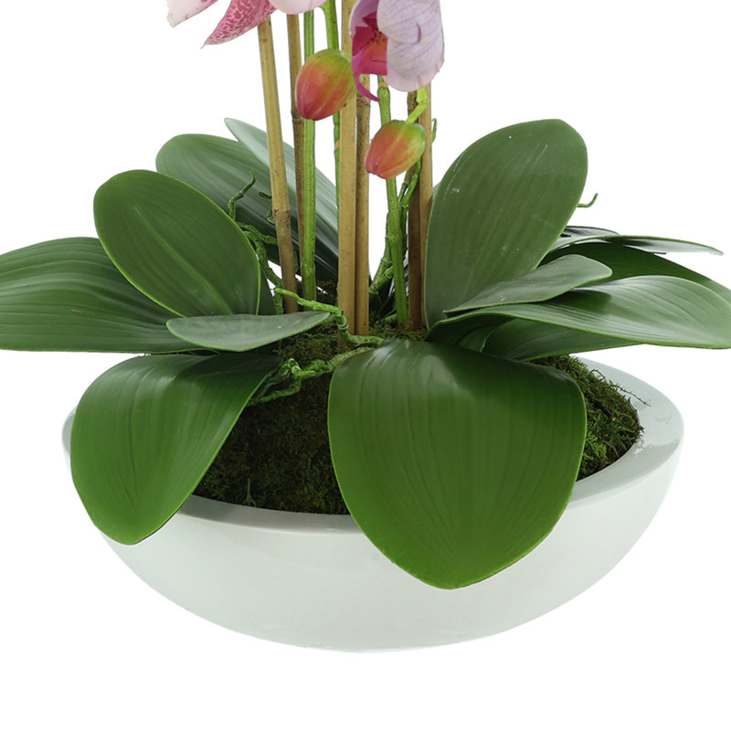 Orchids Arranged in Fiberstone Planter, Pink