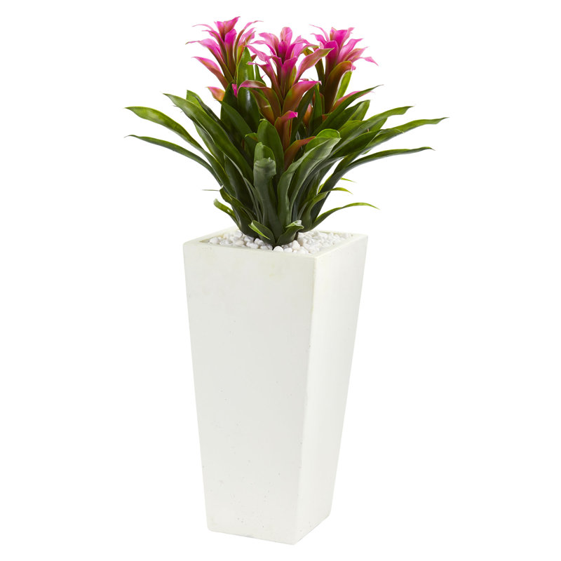 Arrangement floral triple bromeliad en pot, Mauve, Blanc