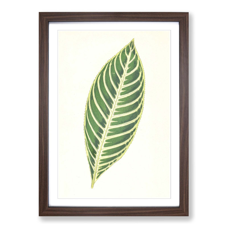 Tiger Plant Leaf by Benjamin Fawcett - Picture Frame Painting Print, 60cm H x 40cm W x 2cm D, Walnut