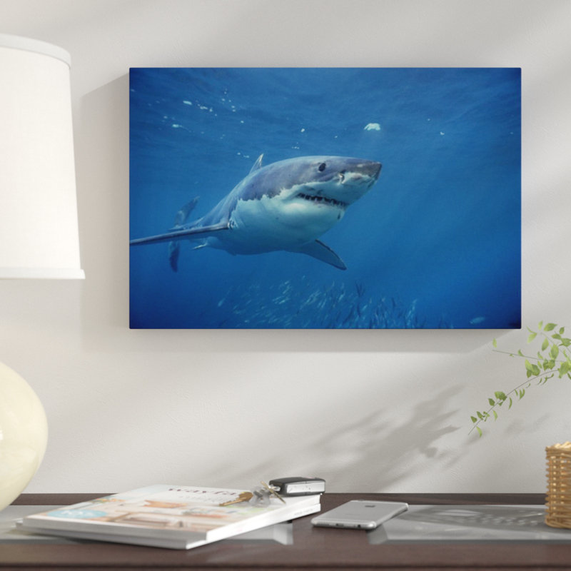 " Great White Shark Swimming Underwater, Neptune Islands, South Australia ", Black Framed, 26" H x 36" W x 1.5" D