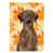 Brown Labrador