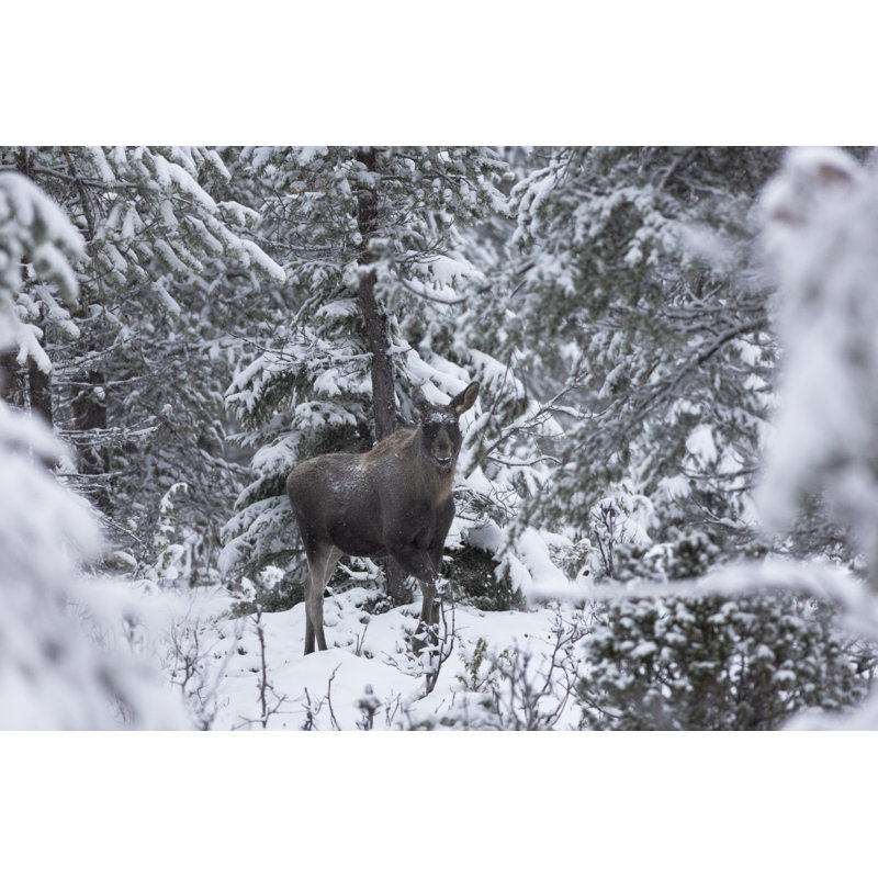 Barlett Moose 1 Piece Wrapped Canvas Wall Art, 81cm H x 122cm W x 3.8cm D