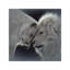 Lion Love by Collin Bogle - Print on Canvas-5729803-26527289