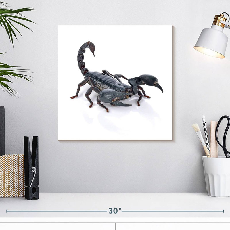 Crowle Emperor Scorpion, H 16 po x l 16 po