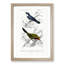 Bird Illustrations PL. 2A by Charles D' Orbigny - Single Picture Frame Painting-55457134-55457135