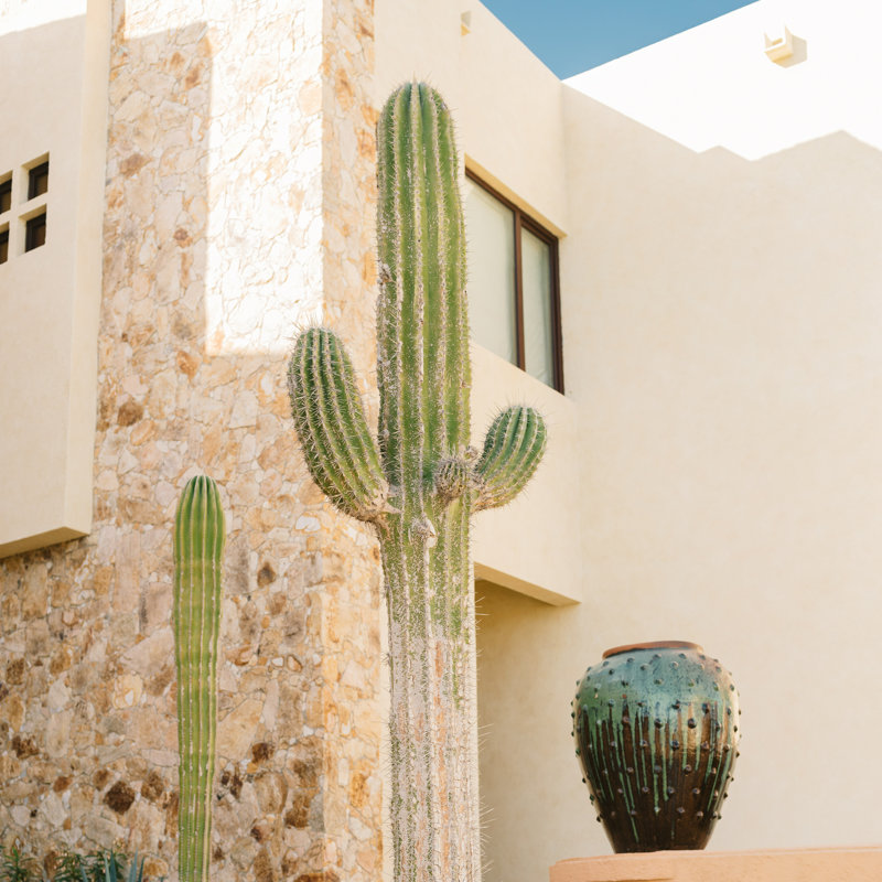 «Cabo Cacrus VII» par Bethany Young, photographie sur toile tendue, H 30 po x l 30 po