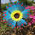 Bleu bleu rouge est en rupture de stock