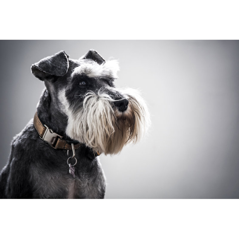 Miniature Schnauzer par Lanceb - photographie sur toile tendue, H 8 po x l 12 po