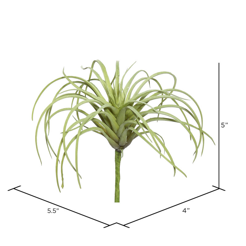 Jet tillandsia