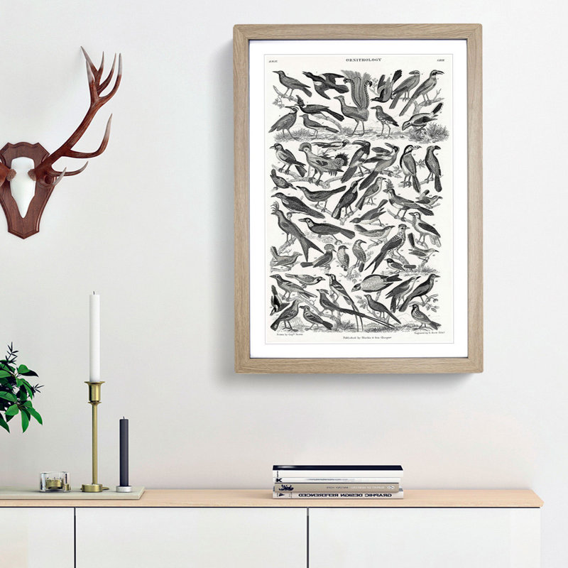 Ornithology the Study of Birds LXXIX by Oliver Goldsmith - Picture Frame Drawing Print, 87cm H x 62cm W x 2cm D, Oak Framed