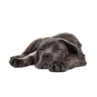 Cane Corso Puppy Dog by Eriklam - Wrapped Canvas Print