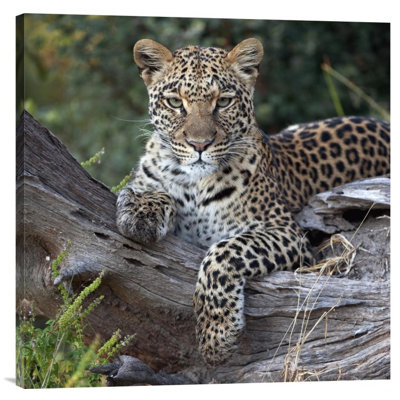 " Leopard Resting " Print