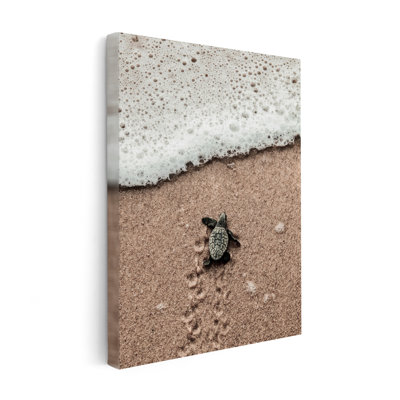 Tortue de mer rampante