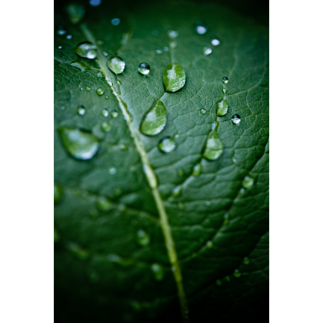 Leaf And Dew von MmeEmil - Druck auf Leinwand ohne Rahmen