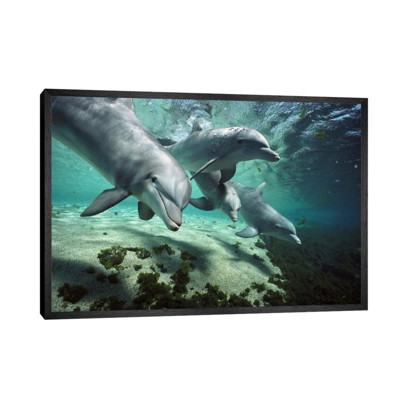 Bottlenose Dolphin Pod, Hawaii - Print on Canvas, 66.04 cm H x 45.72 cm W, Black Floater Framed