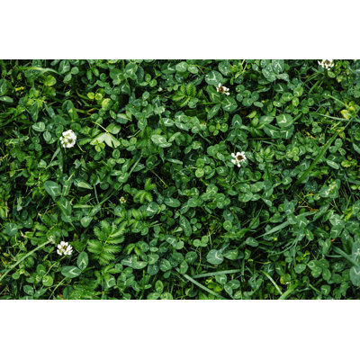 Trèfle vert et herbe par Artmarie