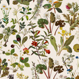 Herbarium 9.84' L x 70.87" W Wallpaper Roll