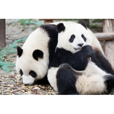 Panda by KingWu - Wrapped Canvas Print