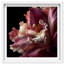 Velvet Labellum Print by Oliver Gal-1341835844-1341835846