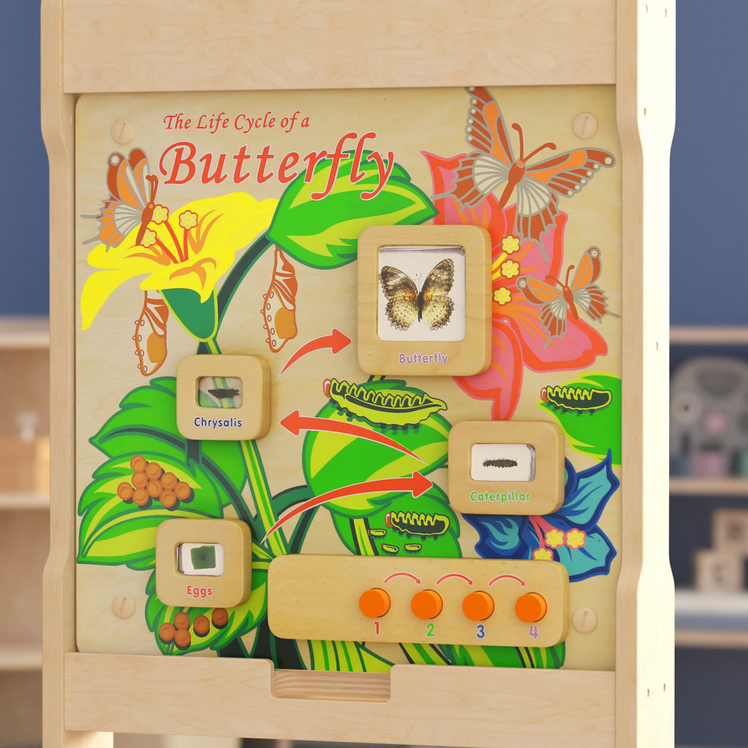 Bright Beginnings Commercial Grade STEAM Wall Wooden Butterfly Life Cycle Panel Board Bright Beginnings