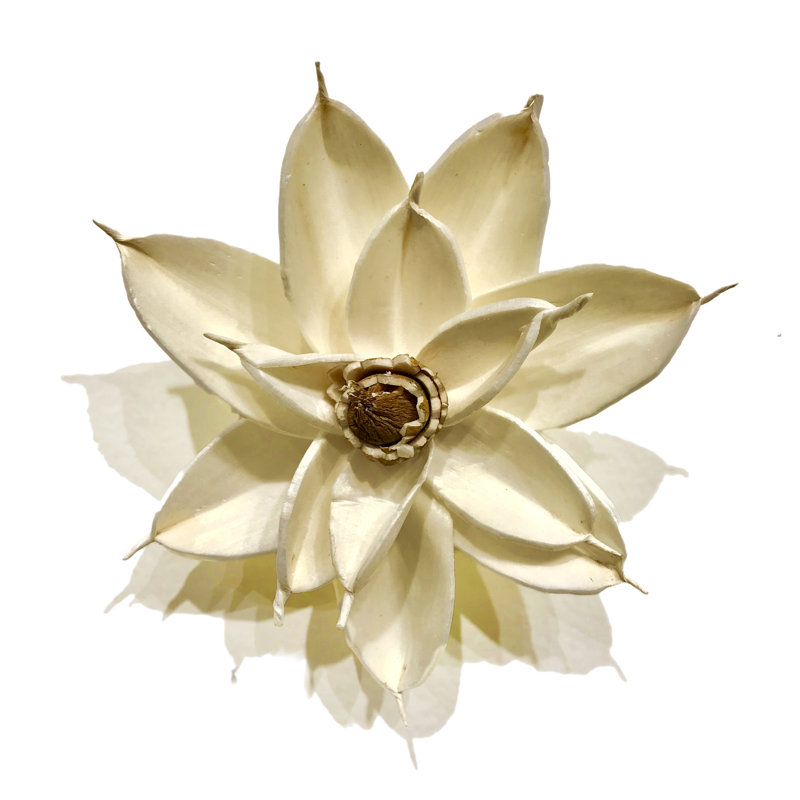 Aimant blanc Magnolia Bloom, 4 po