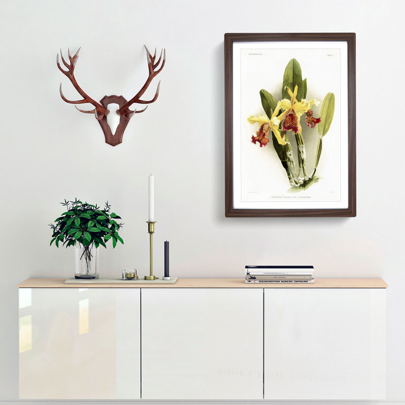 Magnolia Flowers Illustration Tab.80 by Frederick Sander - Picture Frame Art Print, Walnut, 76cm H x 50cm W x 2cm D