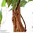 90cm Ficus Tree in Pot