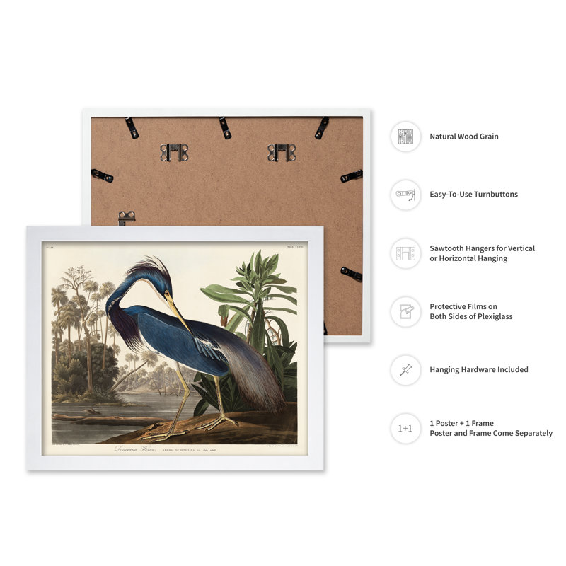 John James Audubon - héron de Louisiane, Poster, White Framed, 08"H x 10"W