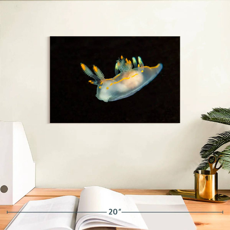 Limace de mer dans les eaux sombres, H 8 po x l 12 po