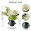 Arrangement organique moderne dans un pot