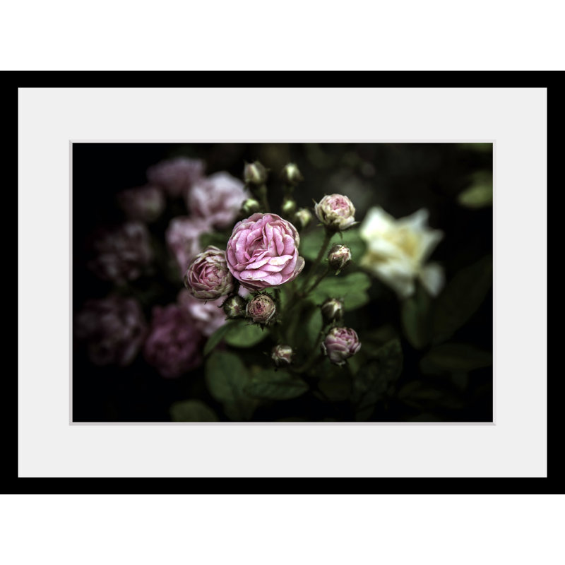 Rose - Single Picture Frame Print
