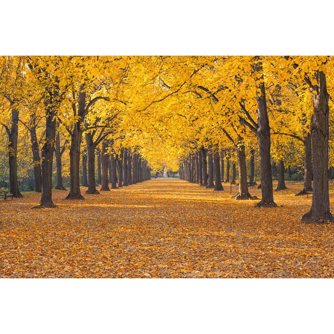 Herbstliche Straße und Allee von Focusstock - Leinwand Wrapped Set