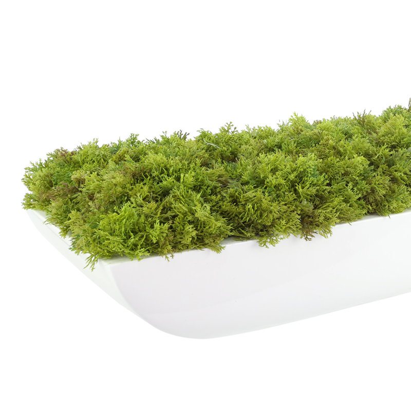Moss 6" Artificial in Fiberstone Planter, 7"H x 25"W x 9.5"D, White