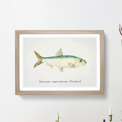 Illustration of a Pilchard by F.E. Clarke - Picture Frame Painting Print