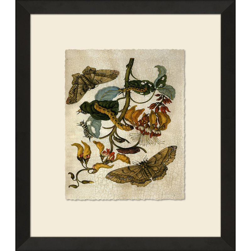 Crackled Insect Collection 2 Framed Painting