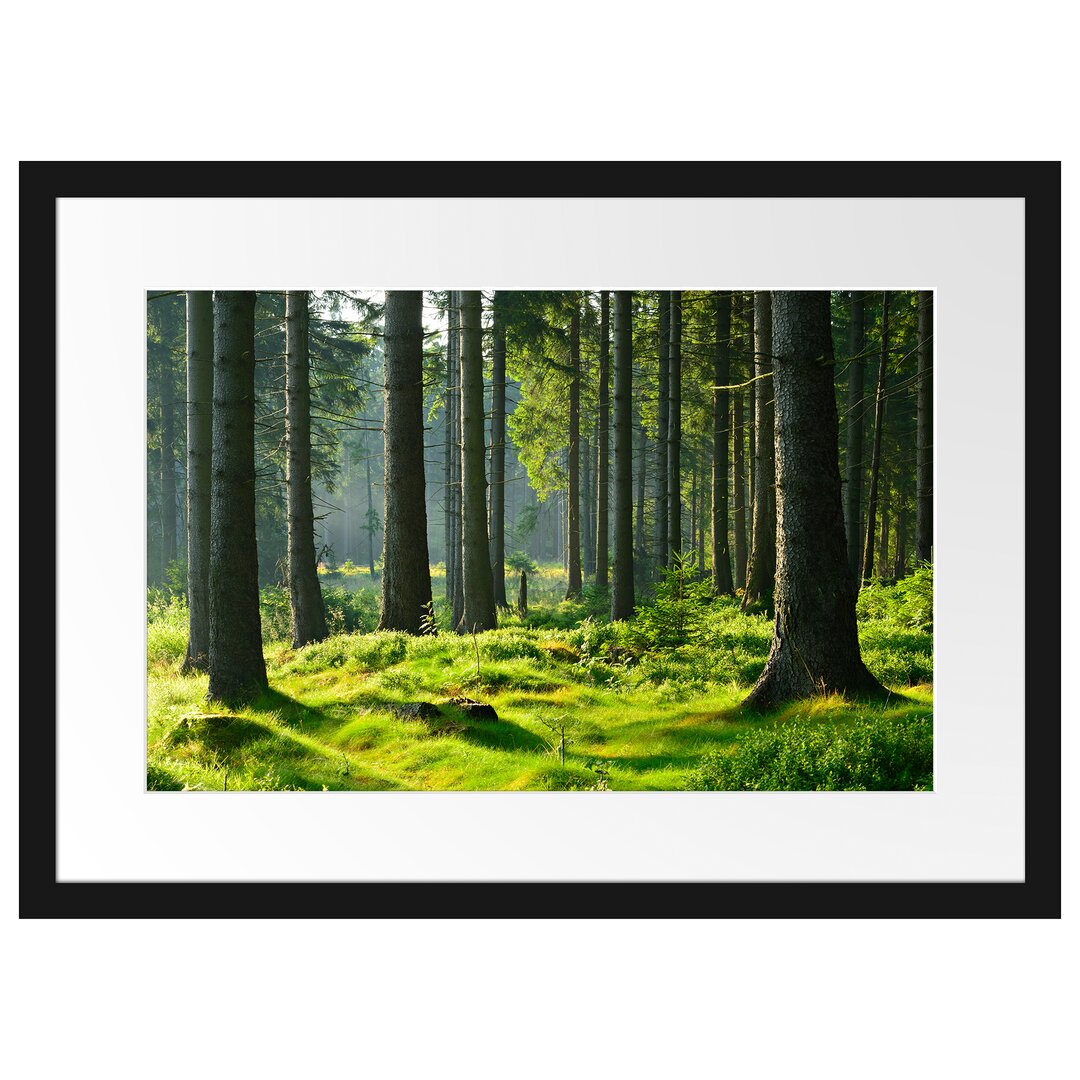 Gerahmter Fotodruck Sunny Day im Wald