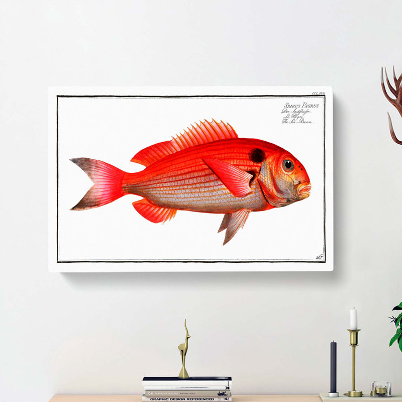 Sea-Bream Fish by M.E. Bloch - Wrapped Canvas, 35cm H x 50cm W x 3cm D