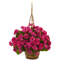 Geranium panier suspendu résistant aux rayons UV